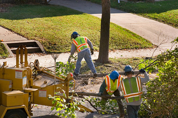 Trusted Kildeer, IL Tree Removal and Landscaping Services Experts